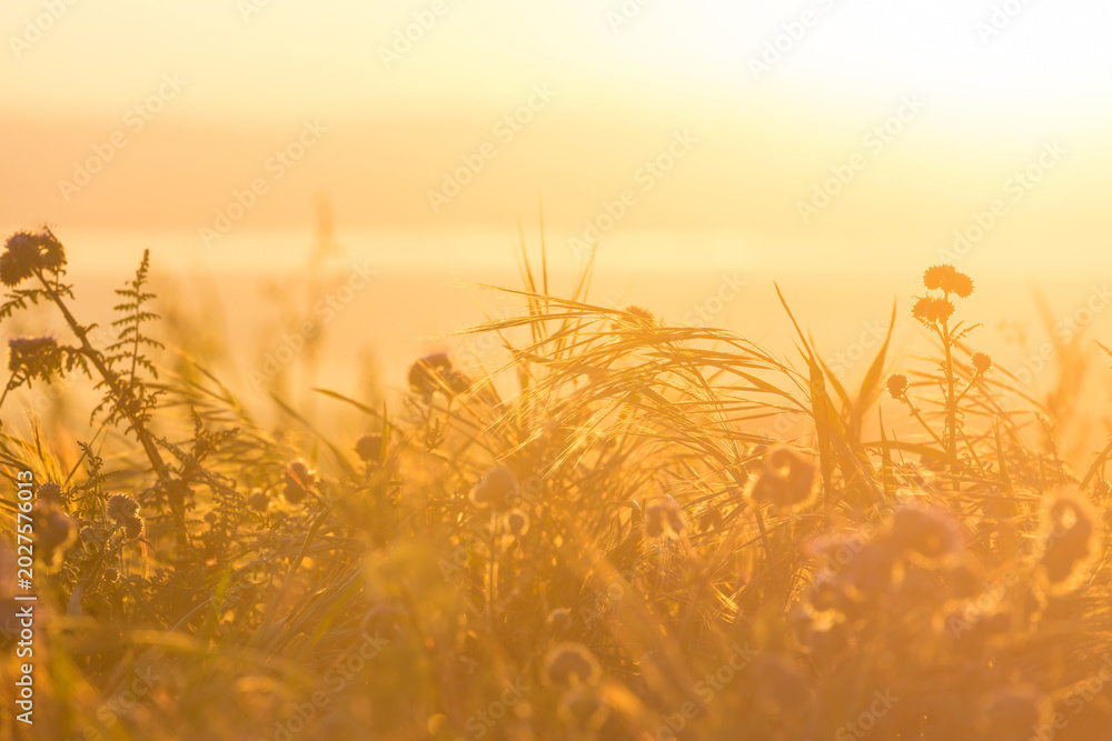 Fototapeta premium Sunny meadow