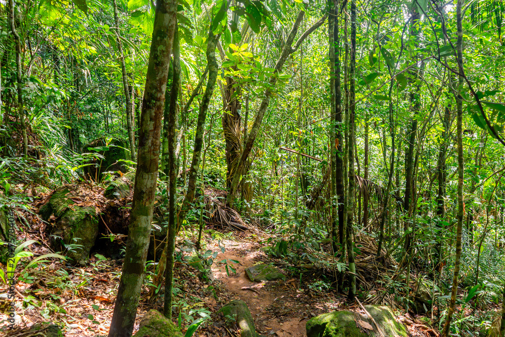 Obraz premium A narrow dirt path winds through lush foliage, showcasing vibrant green leaves and towering trees in a Colombian rainforest.