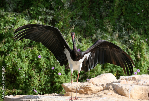 Fotografía Black Stork (Ciconia nigra)