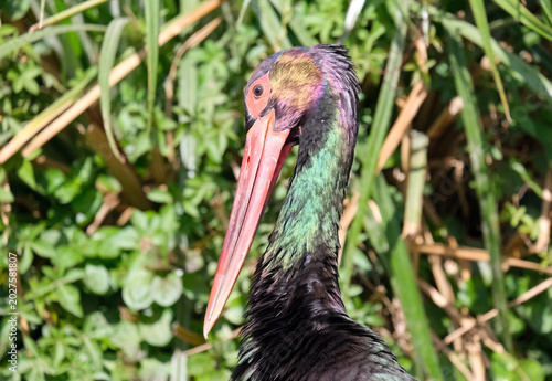 Quadro su tela Black Stork (Ciconia nigra)