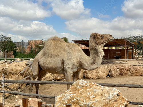 Cuadro en lienzo The dromedary camel (Camelus dromedarius)