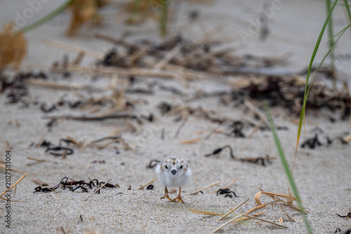 Baby plover head-on