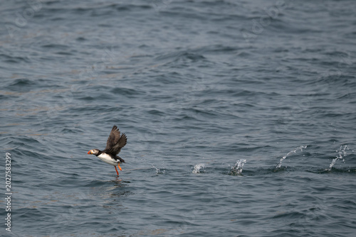 Canvas Print Puffin take-off