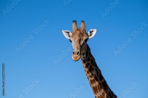 Photography Giraffe against a blue sky background