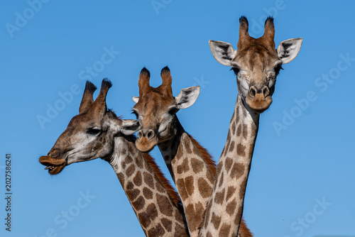 Photography Tower of curious griaffes