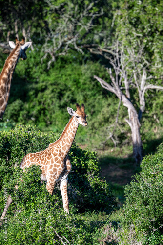 Photography Baby giraffe and mother in background