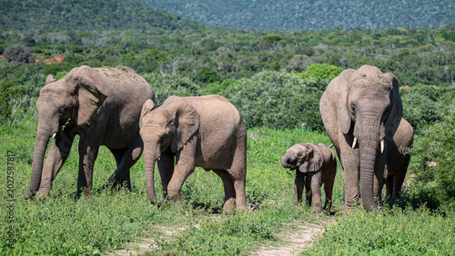 Herd of elephants with baby