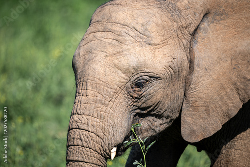 Photography Portrait of a young elephant