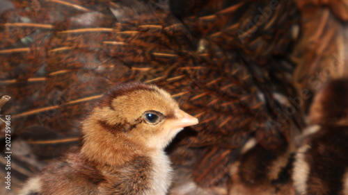Fotografie Close Up of Newly Hatched Chick Nesting Under Mother Hen