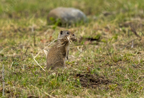 Photos Uinta Ground Squirrel