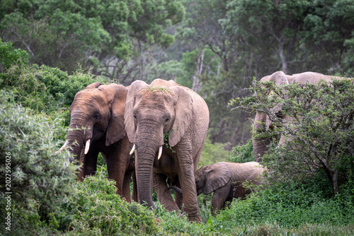 Elephant family with baby nursing