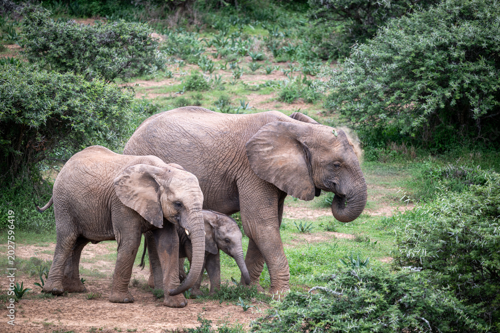 Fototapeta premium Elephant family