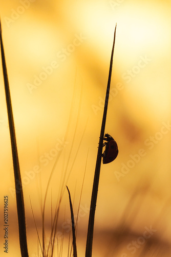 Ladybug silhouette