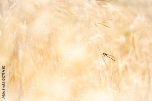 Dragonfly amongst grass