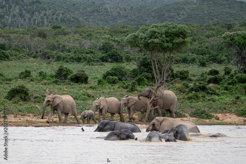 Watering hole scene