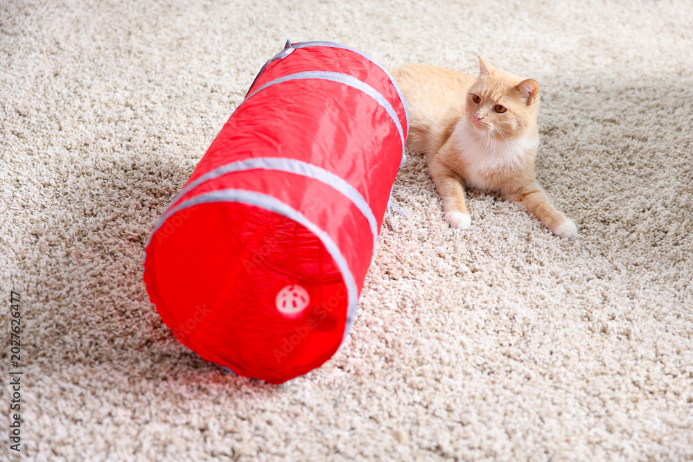 Fototapeta premium Cute cat resting on carpet and toy tunnel at home
