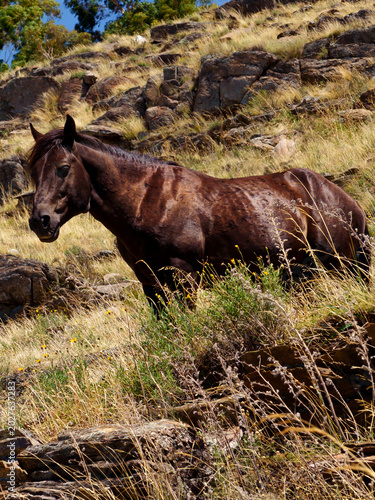 фотографія Caballo de las sierras