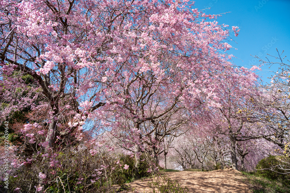 Fototapeta premium 満開のしだれ桜園