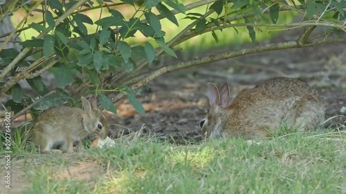 Mama and baby bunny rabbit cottontail both eating apple slices together ii.mp4, 2026 Mama and baby bunny rabbit cottontail both eating apple slices together