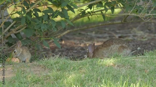 Mama and baby bunny rabbit cottontail both eating apple slices together ii.mp4, 2026 Mama and baby bunny rabbit cottontail both eating apple slices together