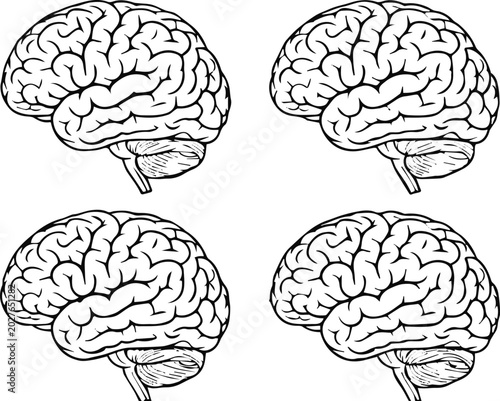 Canvas Print brain vector illustration left view neuroanatomy schematic set