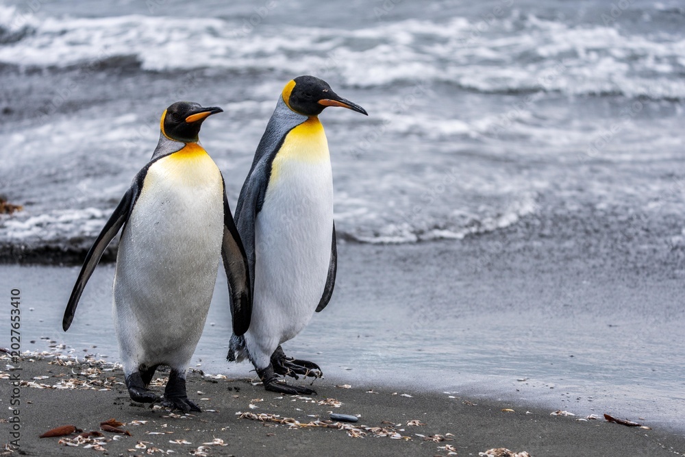 Fototapeta premium penguins on the beach
