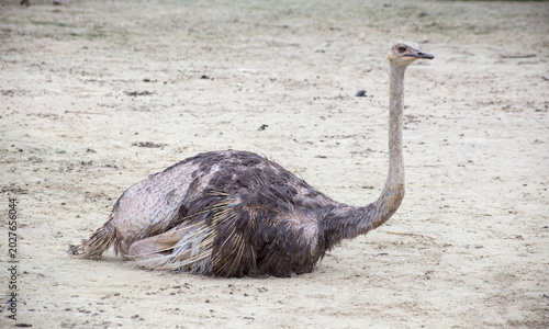 Photos An adult ostrich sitting calmly on a sandy ground