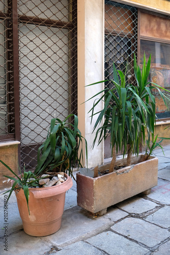 outdoor ceramic pots with green plants on the city street