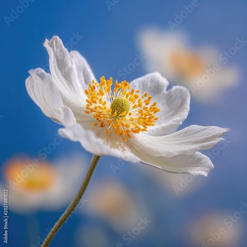 White Anemone Flower Blooming in Bright Sky with Soft Focus Background