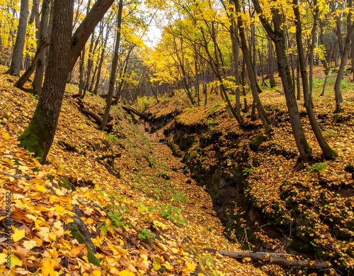 A ravine carved into earth in a vibrant forest, awash in fall foliage, trees reaching for the sun