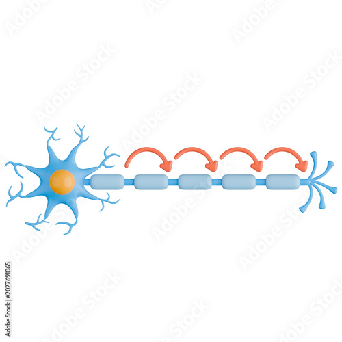 Mechanism and Direction of Nerve Impulse Propagation in a Neuron 3d illustration.