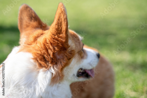 Φωτογραφία Pembroke Welsh corgi dog in side profile on green grass outdoor, alert attentive purebred pet portrait concept