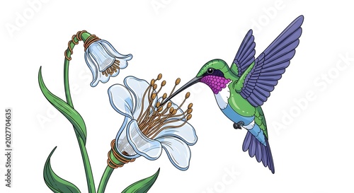 Hummingbird feeding on blue bell flowers illustration on white