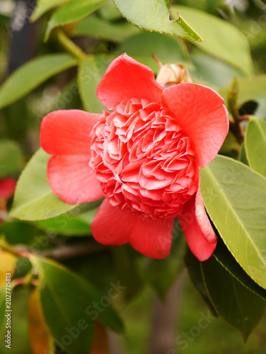 赤い椿の花