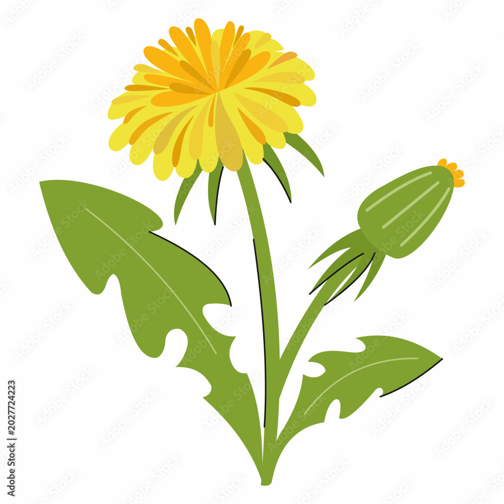 Fototapeta premium yellow dandelion on white background. illustration of wildflower.