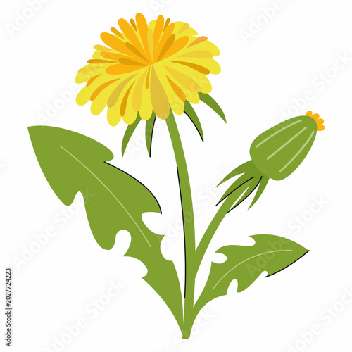 yellow dandelion on white background. illustration of wildflower.