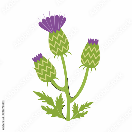 Thistle inflorescence on white background. illustration of plant.