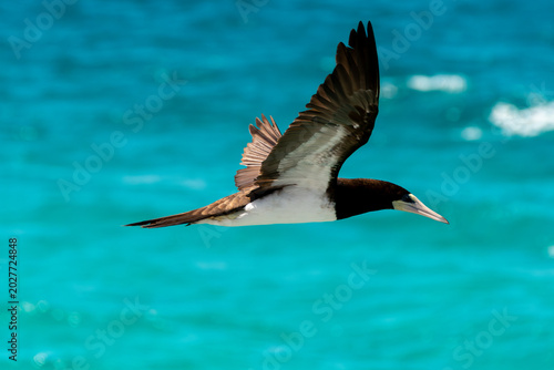 Fotografie The brown booby in precise flight over the sea.