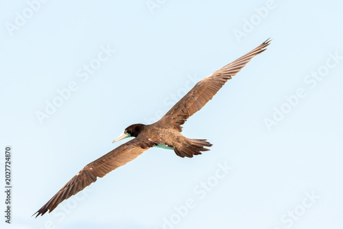 Foto The brown booby in precise flight over the sea.