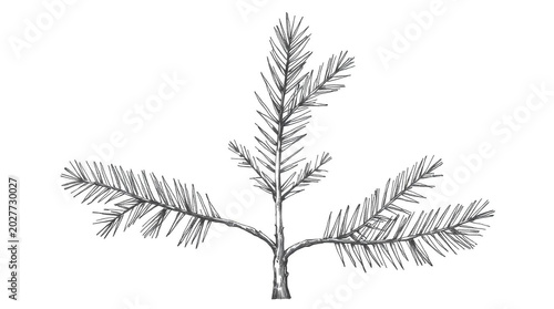 Detailed illustration of a small pine tree with sparse branches on white background