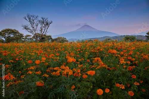 Paisaje Hermoso de campos de cempasuchil al amanecer, con el Volcán, de Popocatépetl,  en Atlixco, Puebla, México.