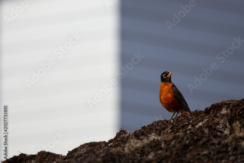 Photography American robin perched on a melting snowbank during spring in Quebec, Canada