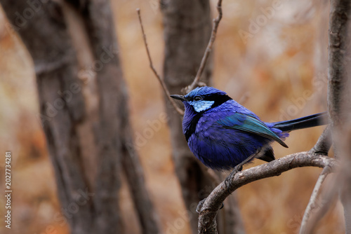 Εκτύπωση καμβά Close-up of a blue male Splendid Fairy-wren perching on a branch in native Austr
