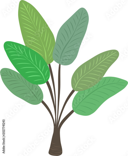 tropical tree