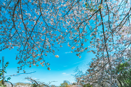 tree in spring