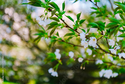 green leaves in spring