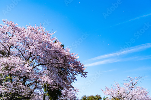 pink cherry blossom