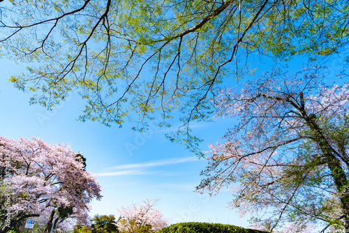 blooming cherry tree