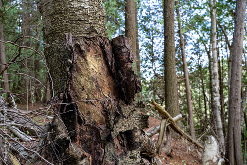 фотографія Close up of damaged tree trunk in forest.