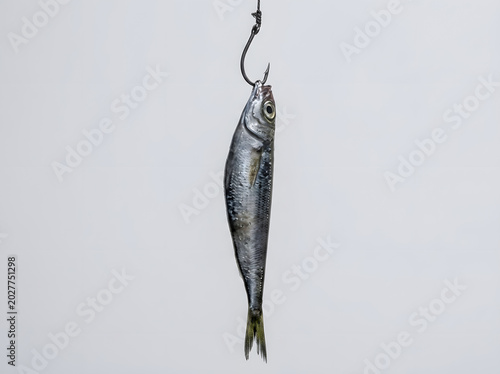A small, silver fish hooked on a fishing line against a plain white background, symbolizing catch and food
